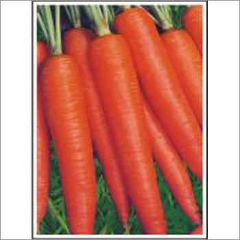 Early Nantes - Carrot (Open Pollinated) Seeds