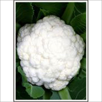 Apsara - Cauliflower (Hybrid) Seeds