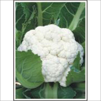 Cauliflower Seeds