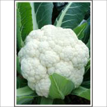Aishwarya - Cauliflower (Super Selection)  Seeds