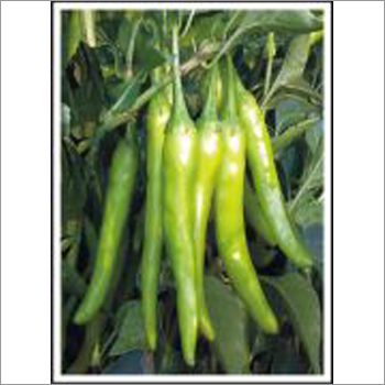 Chilli (Hybrid) Seeds