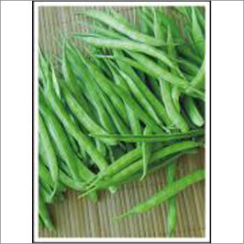 Cluster Bean(guwar) (Open Pollinated) Seeds