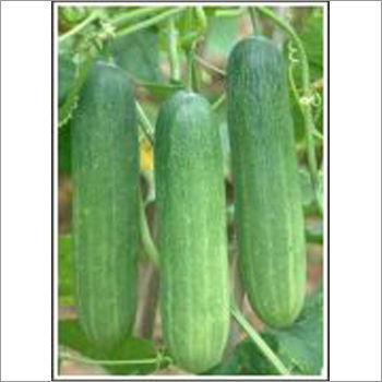 Cucumber Seeds