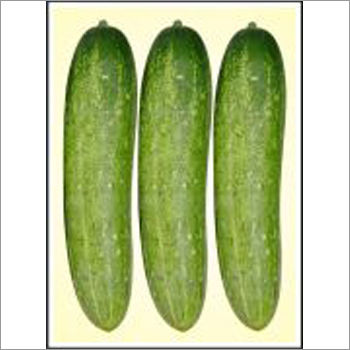 Winner - Cucumber (Hybrid) Seeds