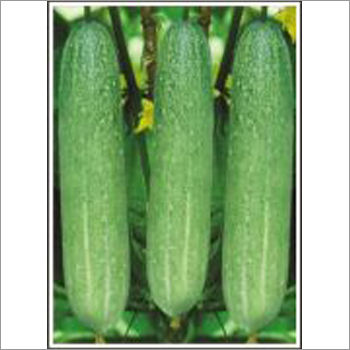 Cucumber Seeds