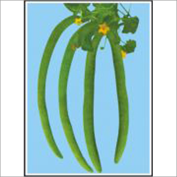 Super Long Green - Long Melon (Open Pollinated) Seeds