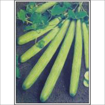 Super Selection Green - Long Melon (Super Selection ) Seeds