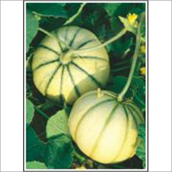 Madhuban - Muskmelon (Hybrid) Seeds