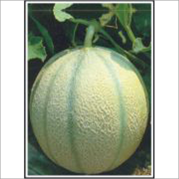 Punjab Hybrid  - Muskmelon (Hybrid) Seeds