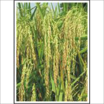 Aroma - Paddy (Hybrid) Seeds