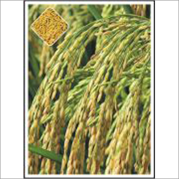 Poorva - Paddy (Hybrid)