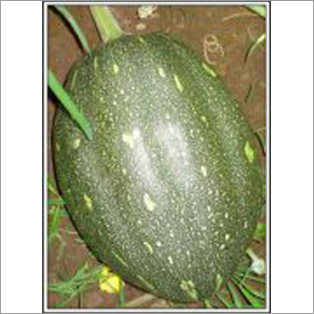 Virat - Pumpkin (Hybrid) Seeds