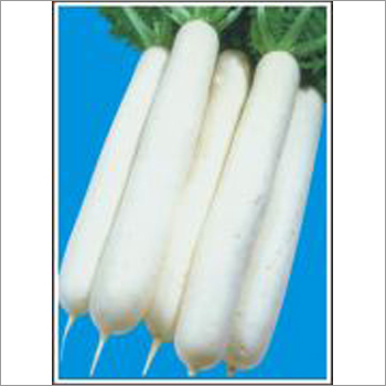 Japanese White - Radish (Open Pollinated) Seeds