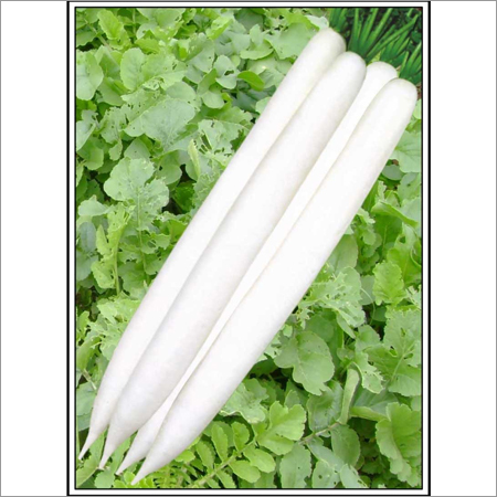 Radish (Hybrid)