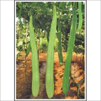 Pushpak - Ridgegourd (Hybrid) Seeds