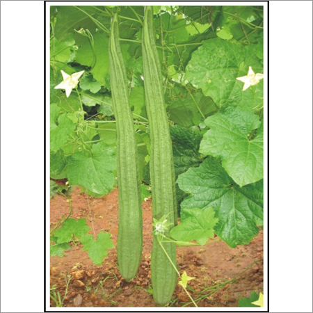 Ridge Gourd (Hybrid) Seeds