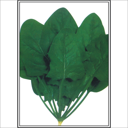Harihar - Spinach (Palak) (Open Pollinated) Seeds