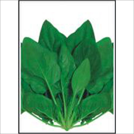 Super All Green - Spinach (Palak) (Open Pollinated) Seeds