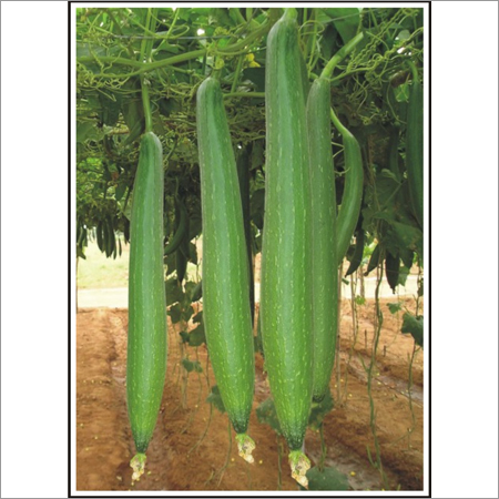 Harman - Spongegourd (Hybrid) Seeds