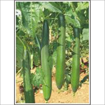 Lata - Spongegourd (Hybrid) Seeds