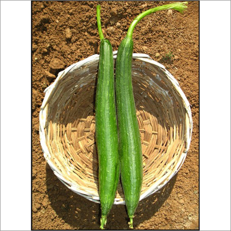 Indu - Spongegourd (Open Pollinated) Seeds