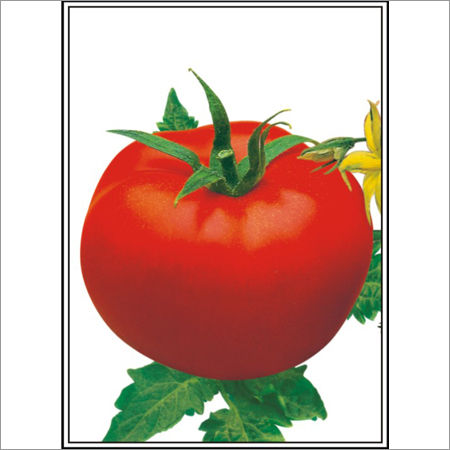 Amrit (B.W.T) - Tomato (Super Selection) Seeds