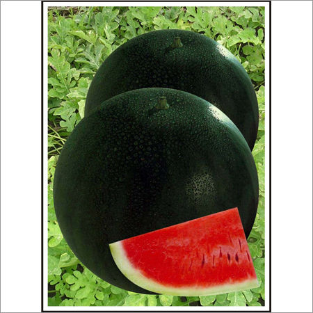 Sugar Baby - Watermelon (Open Pollinated)