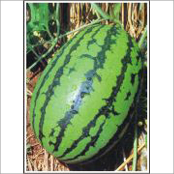 (Dragon Type) - Watermelon (Hybrid) Seeds