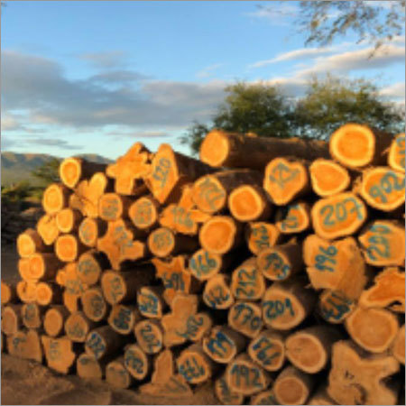 African Teak