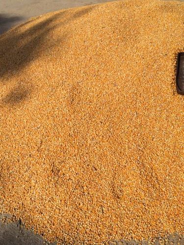Hybrid Maize Seeds