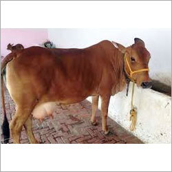 Sahiwal cow