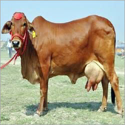 Pure Sahiwal Cow