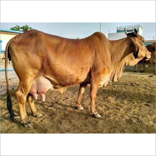 Sahiwal Breed Cow