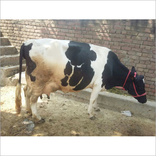 HF Breed Cow