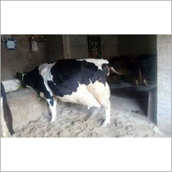 HF Cross Breed Cow