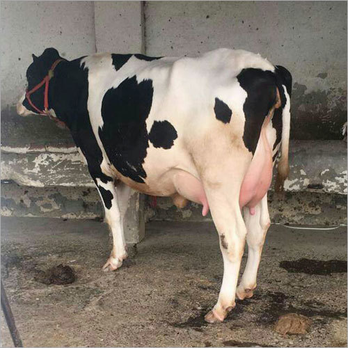 Pure Indian HF Cow