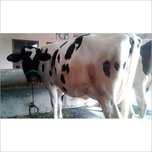 Pure HF Breed Cow