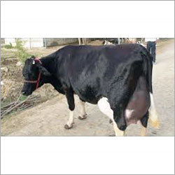 Black And White HF Breed Cow