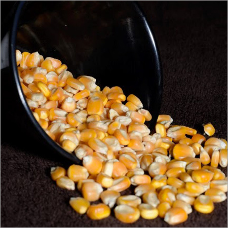 Yellow Corn