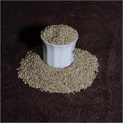 Pearl Millet