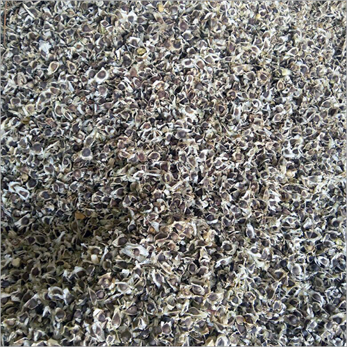 Moringa Seeds