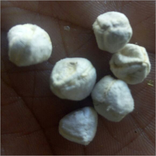 Moringa Seeds
