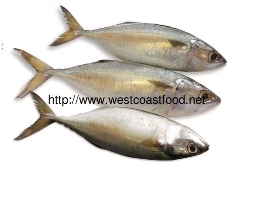 Indian Mackerel Fish