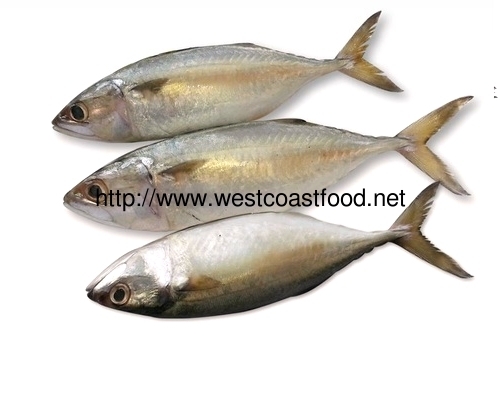 Export Quality Indian Mackerel Fish
