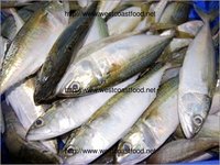 Indian Mackerel Exporter - Fresh Seafood, Rastrelliger Kanagurta, 5-50 Kilograms Pack Size, Frozen, Shelf Life Up To 7 Days