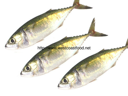 Fresh Indian Mackerel