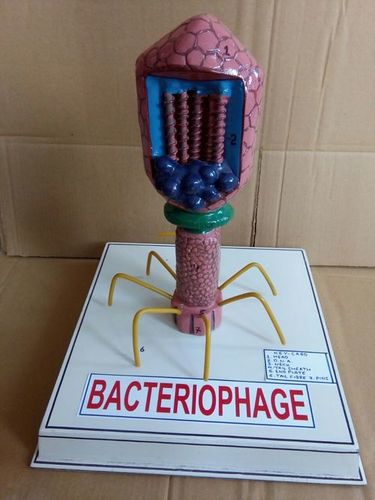 Bacteriophage