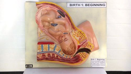 Birth Beginning