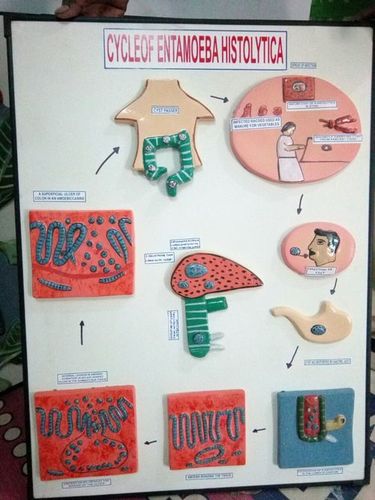 CYCLE OF ENTAMEOBA
