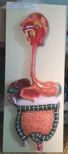 Human Digestive System 1